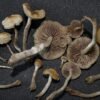 Ps. ovoideocystidiata spore print