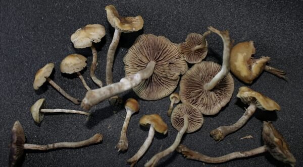 Ps. ovoideocystidiata spore print