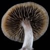 Ps. ovoideocystidiata spore print
