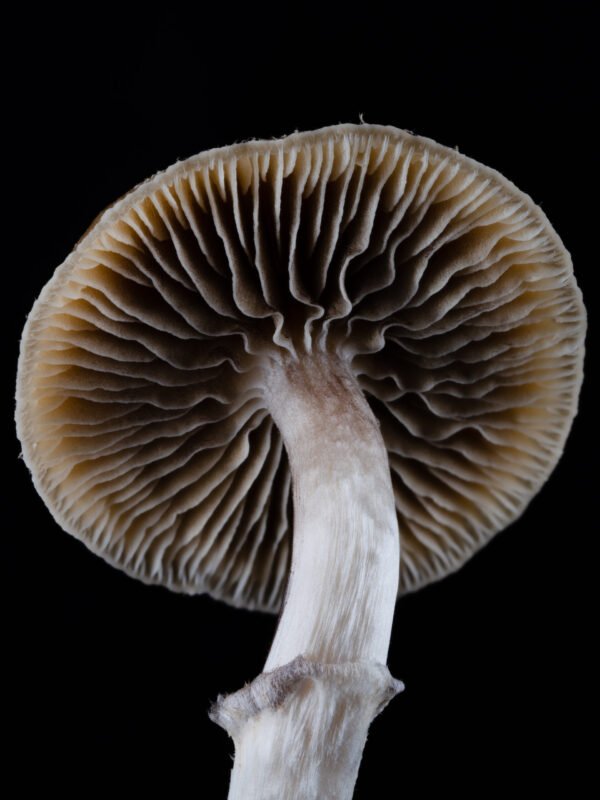 Ps. ovoideocystidiata spore print