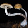 Ps. ovoideocystidiata spore print