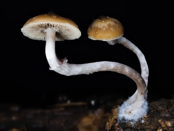 Ps. ovoideocystidiata spore print