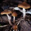 Ps. ovoideocystidiata spore print