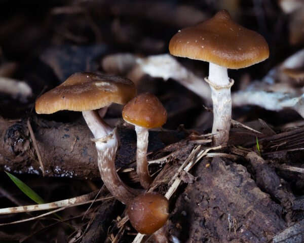 Ps. ovoideocystidiata spore print